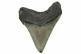 Serrated, Fossil Megalodon Tooth - North Carolina #272527-1